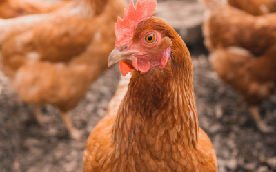 Comment choisir son poulet en supermarché ?